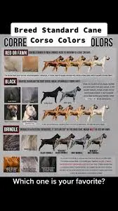 What is the Breed Standard for Cane Corso Coat Colors