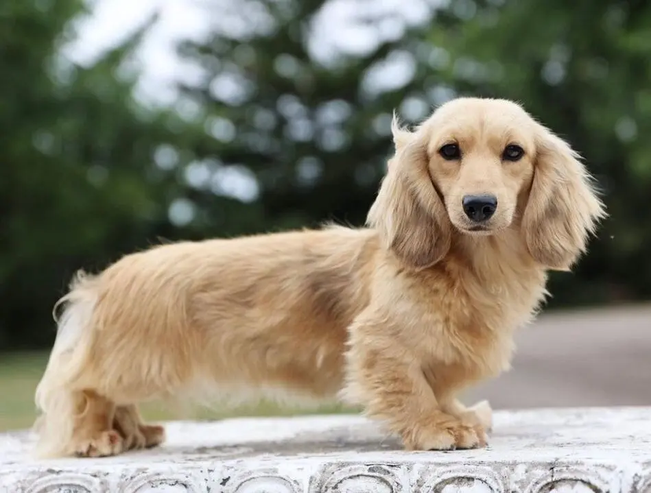 Cream dachshund long-haired