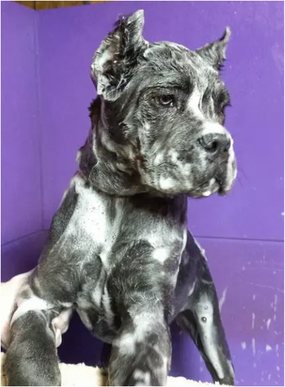 How do Cane Corso Coat Colors Affect their Grooming Needs