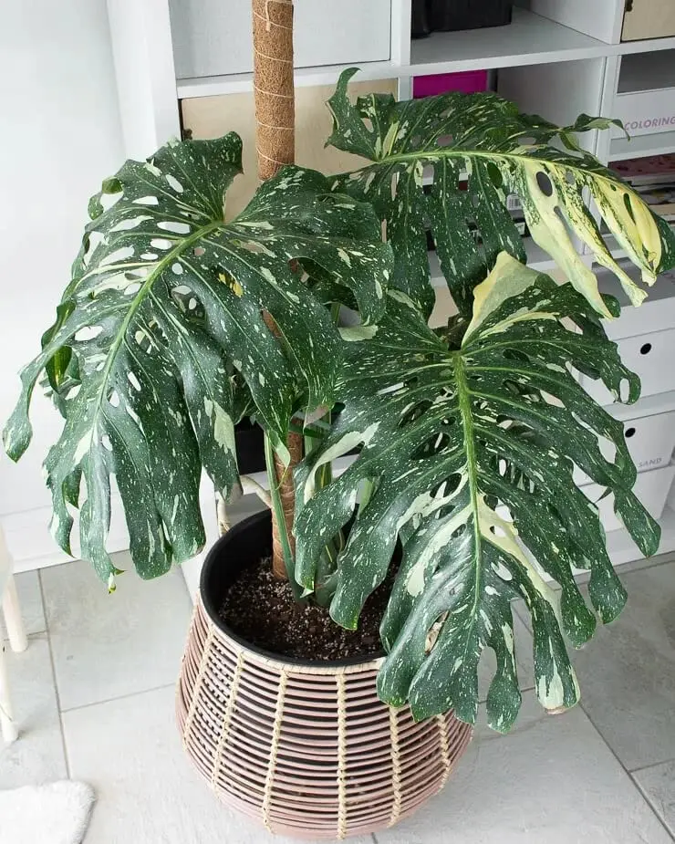 Monstera Thai Constellation Potting Mix