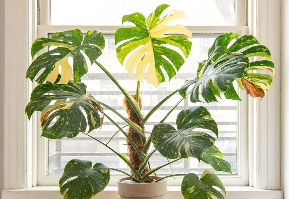 Thai constellation Monstera - near window-Light