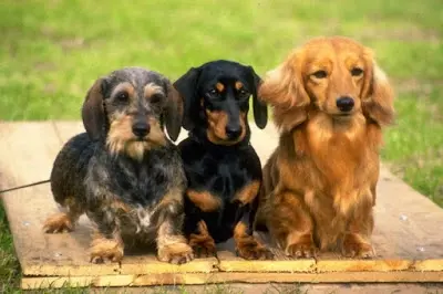 Types of dachshund - Color