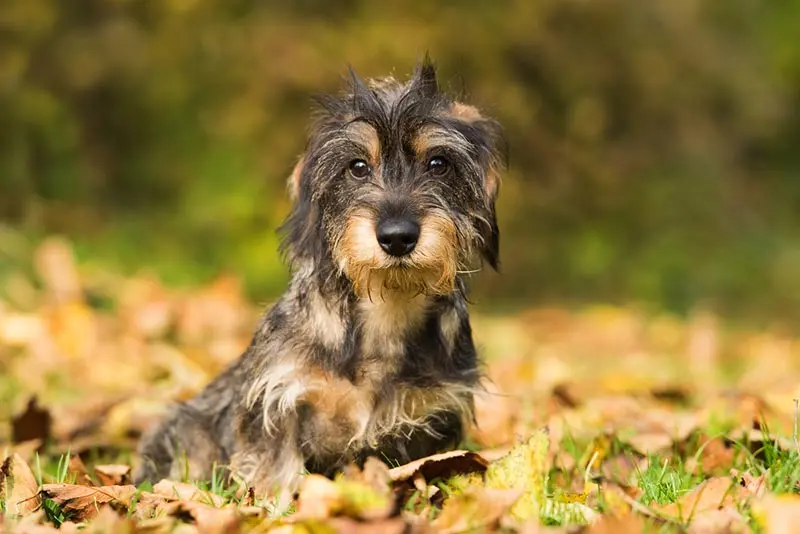 Wire-Haire­d Long-Haired Dachshund