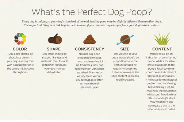 poop-infographic